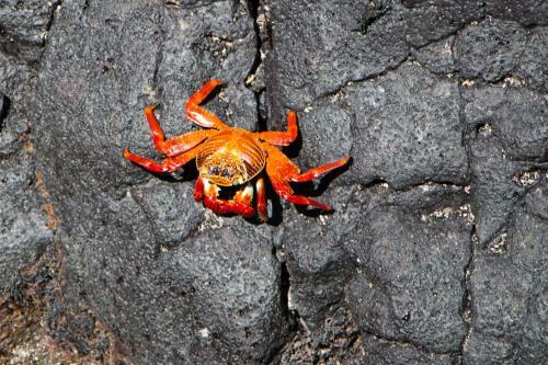 Apartamento Chez Manany Galapagos Ecolodge