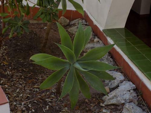 Apartamentos Encanto Del Mar