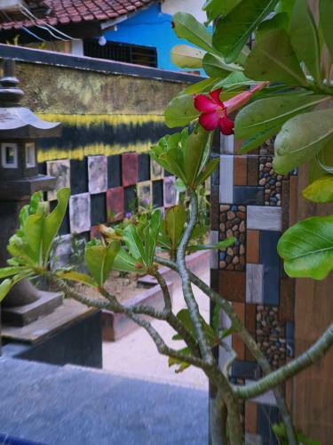 Hostal Lembongan Tropical