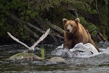 Cabana Alaska Adventure Unlimited Chalets