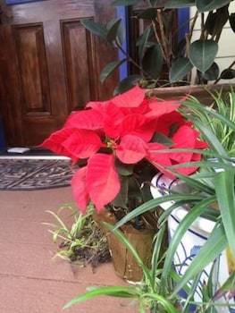 Little English Guesthouse Bed And Breakfast