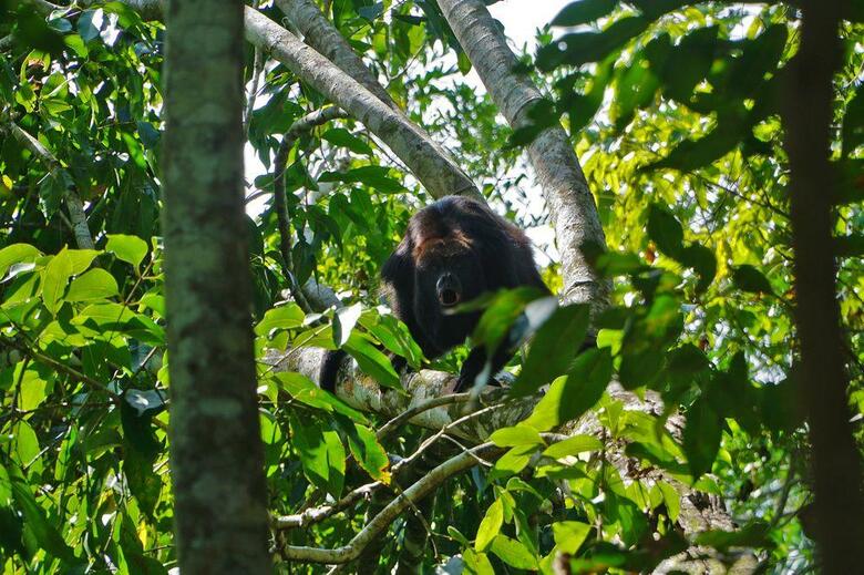Hotel Maruba Resort & Jungle Spa