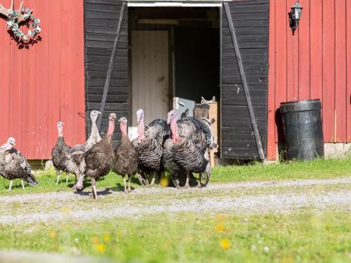 Agroturismo Lovelund Farm House