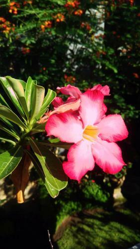 Hostal Candra Asri Bungalows