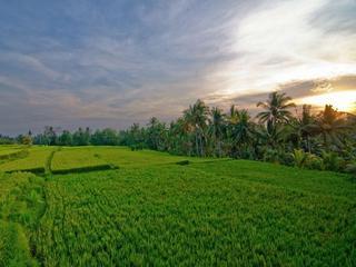 Hotel Pertiwi Bisma 1