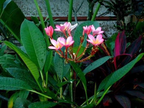 Hostal Dewa Put Guest House