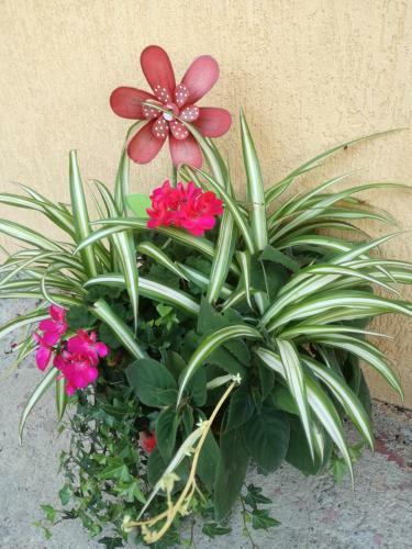 Hostal Pensiunea Vladut Timisoara