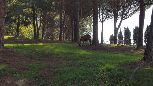 Agroturismo Agriturismo Podere Montese