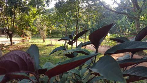 Bed & Breakfast Sigiri Forest Villa