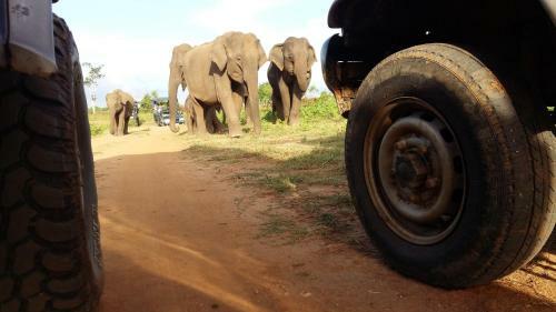 Hostal Elephants Fence Guest & Safari Services