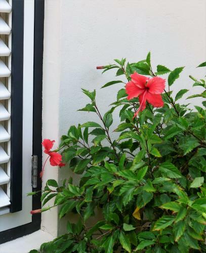 Bed & Breakfast Landhuis Bona Vista