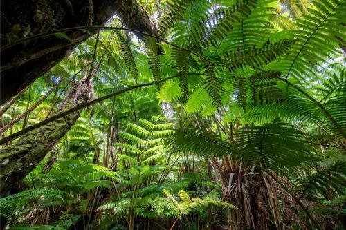 Alas Del Kealoha By Hawaii Volcano Vacations