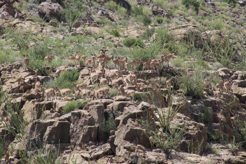 Hotel Cibolo Creek Ranch