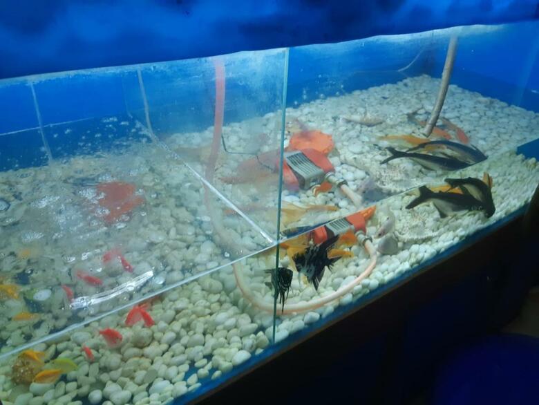 Ish, Atithya Home Stay & Serviced Apartment