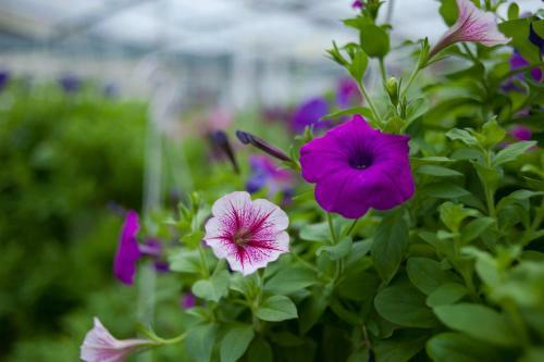 Petunia Garden Homestay And Hostel