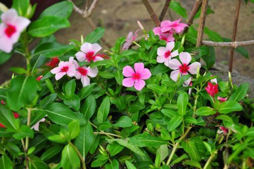 Petunia Garden Homestay And Hostel