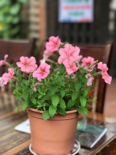Thao Nguyen Phat Homestay