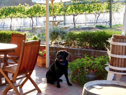 Bed & Breakfast Every Man And His Dog Vineyard