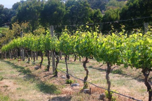 Bed & Breakfast Every Man And His Dog Vineyard