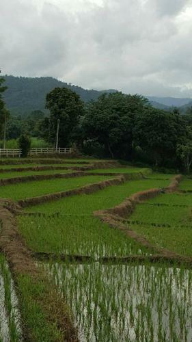 Hostal Bura Phat Resort