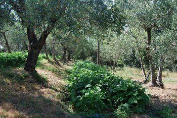 Agroturismo Tenuta Il Pino