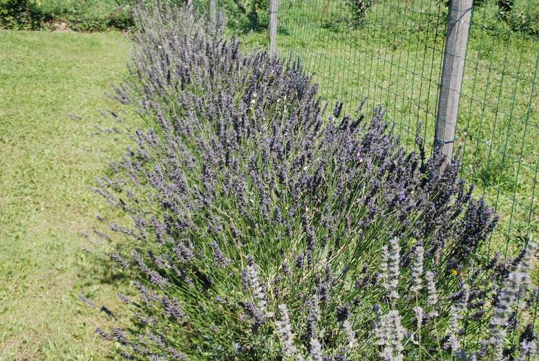 Agroturismo � Yourtes De Provence