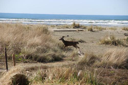 Hotel Quinault Beach Resort & Casino