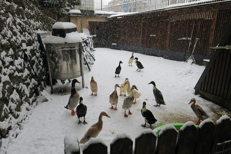 Hostal Snowbunnys Backpackers Hostel
