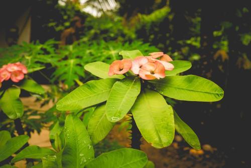 The Breeze Pinnawala Homestay