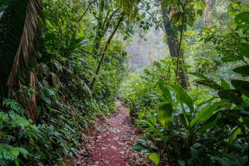 Albergue Heliconias Rainforest Lodge