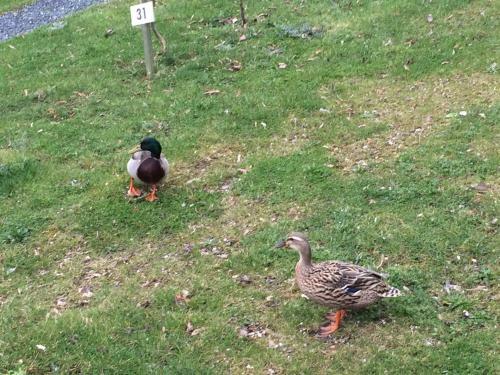 Camping Le Brochet