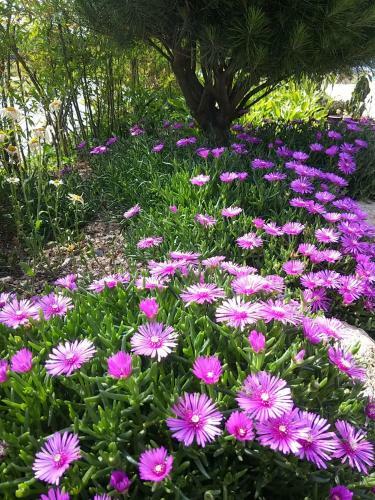 Starlight Journey Pension