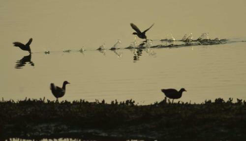 Water Bird Family