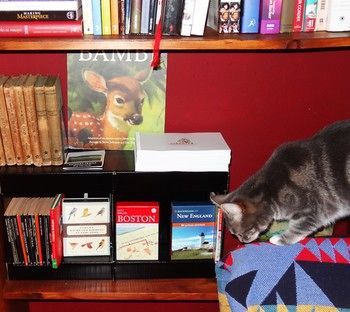 The One Cat B&B