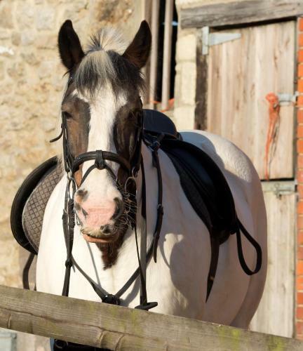 Rew Farm Country & Equestrian Accommodation
