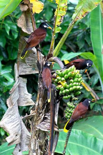 Posada La Loma Jungle Lodge And Chocolate Farm
