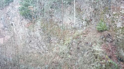 Apartamentos Waldblick