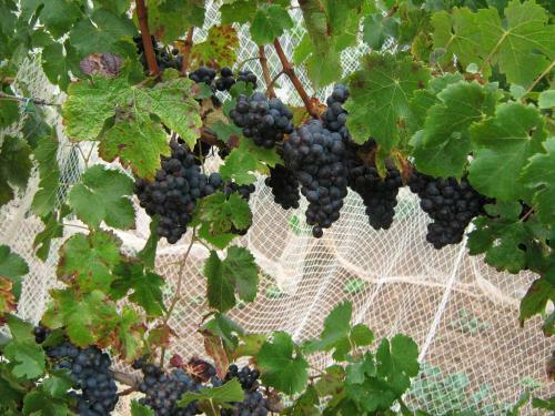 Hostal Waybourne- Vineyard And Winery