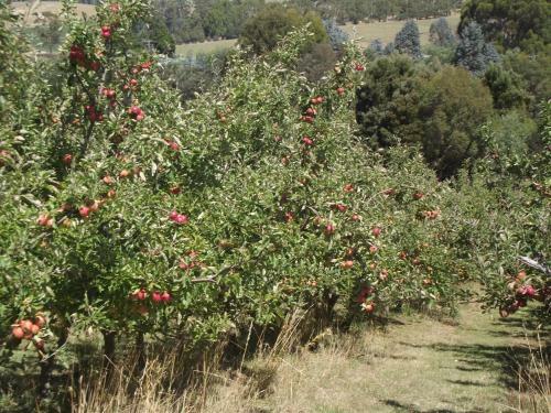 Agroturismo Eden Orchard & Farmstay