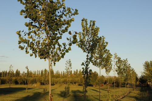 Lodge Aldea Amedo