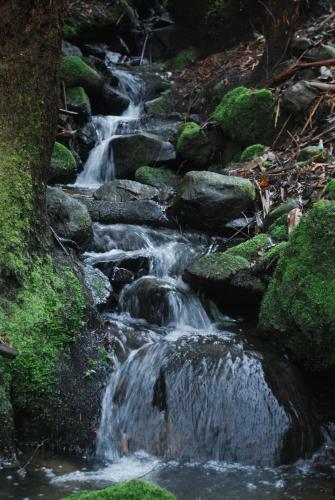 Rocky Creek Art Garden B&B