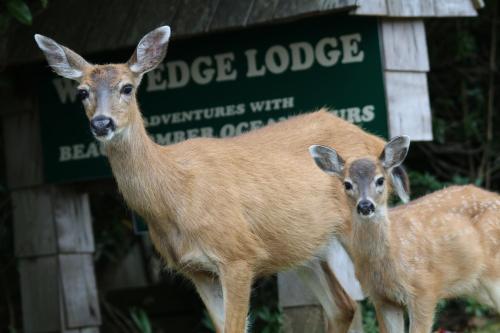 Hostal Wild Edge Lodge