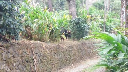 Agroturismo Tabernacle Plantation Thekkady