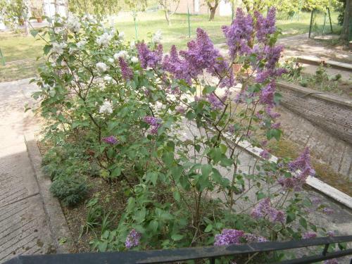 Apartamento Z�nka-balaton