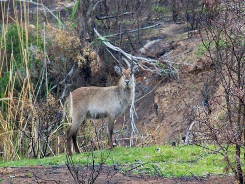 Villa Swartberg Private Game Lodge
