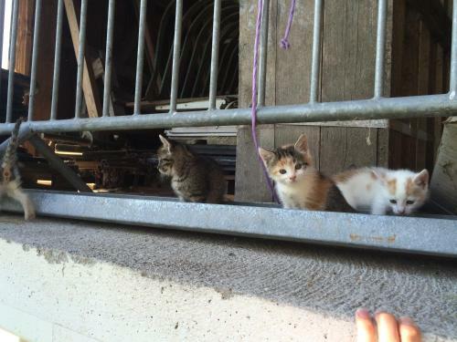 Agroturismo Appartment Eichenhof