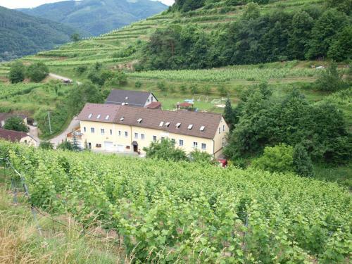 Weinbau Weidenauer