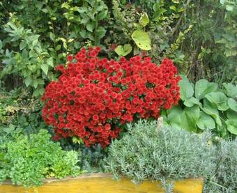 Ver fotos