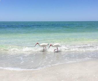 Apartamento Tarpon Beach 110