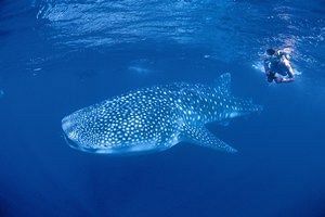 Hotel Aspen Parks Ningaloo Reef Resort